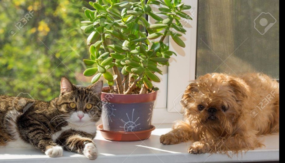 Кошки и комнатные растения