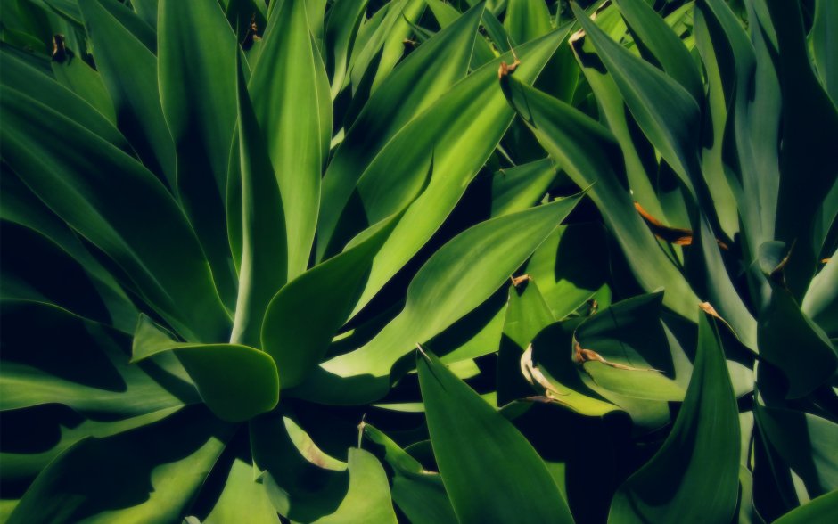 Зелёные растения