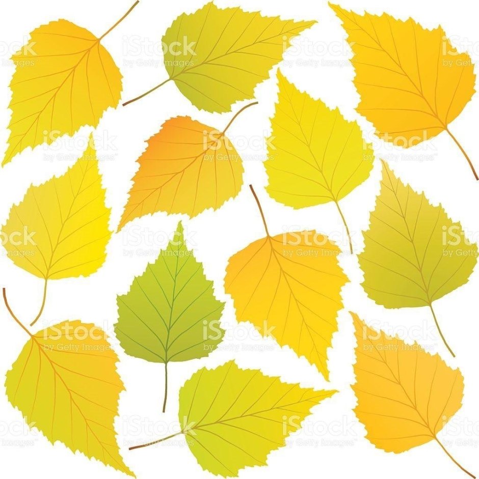 Березовые листья цветные
