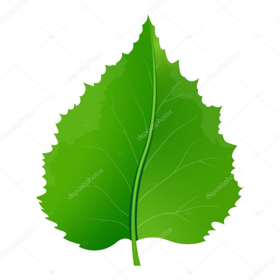 Зеленый листик березы