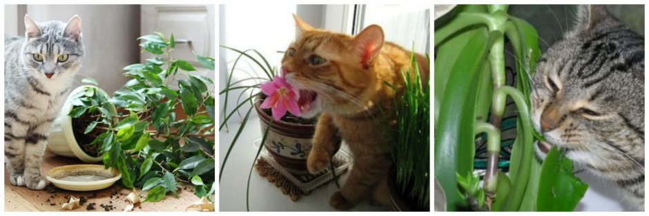 Кошки и домашние цветы