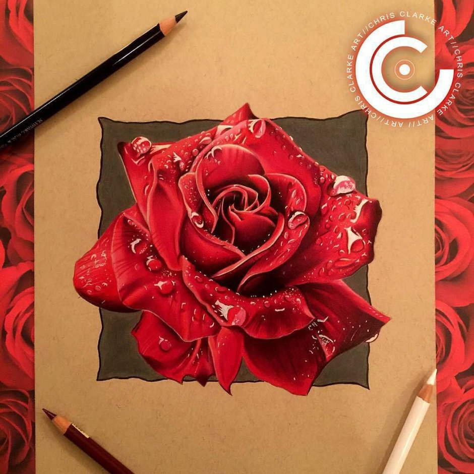 Реалистичный рисунок розы цветными карандашами