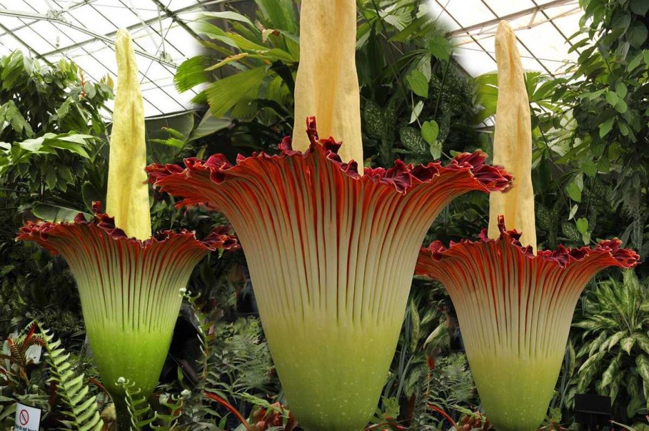 Аморфофаллус титанический цветок