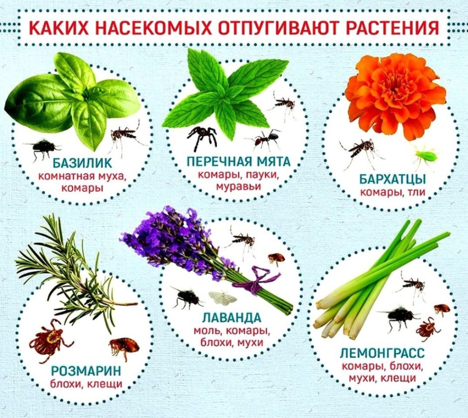 Растения которые отпугивают насекомых вредителей