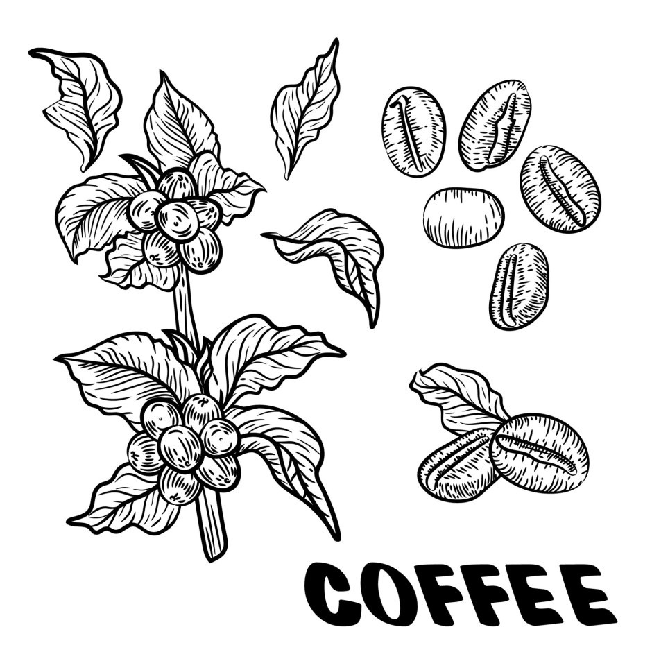 Бесшовная картинка карандашом кофе растение