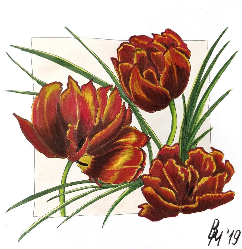 Тюльпаны фломастерами