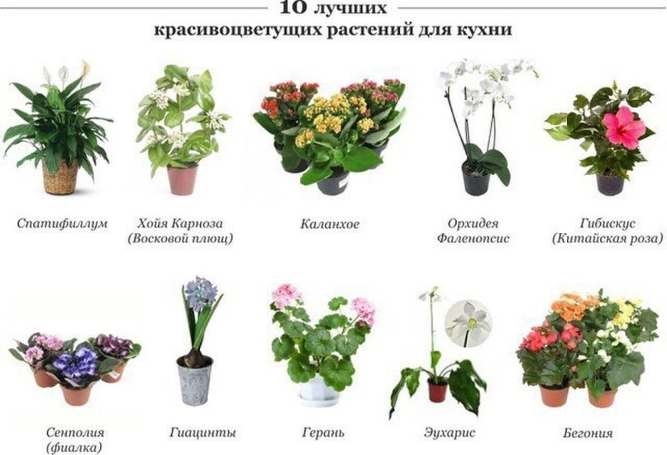 Цветущие комнатные растения
