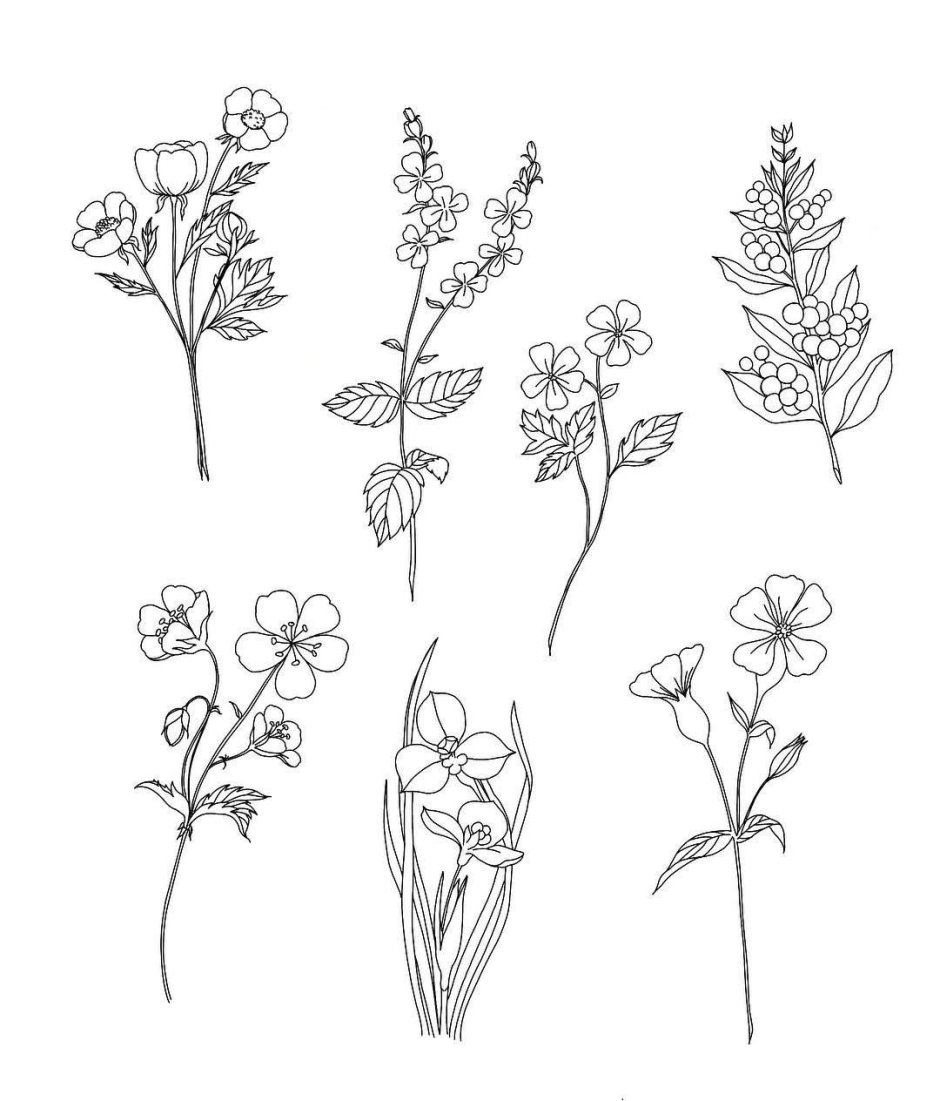 Растения для рисования
