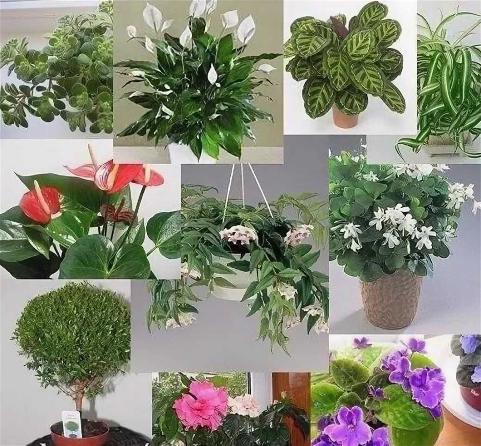 Цветы в доме комнатные растения