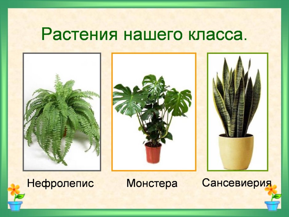 Комнатные растения в классе