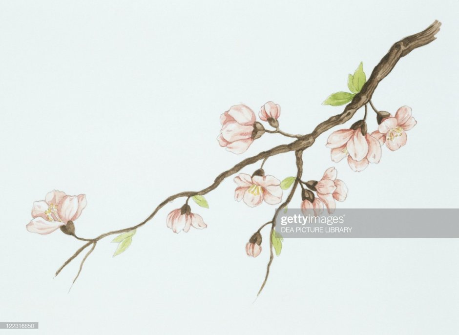 Ветка цветущего дерева акварелью
