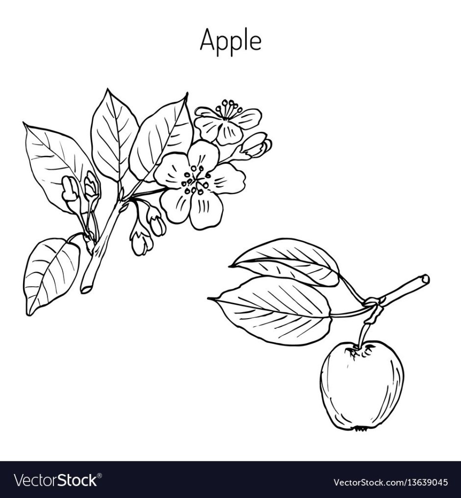 Ветка яблони раскраска для детей