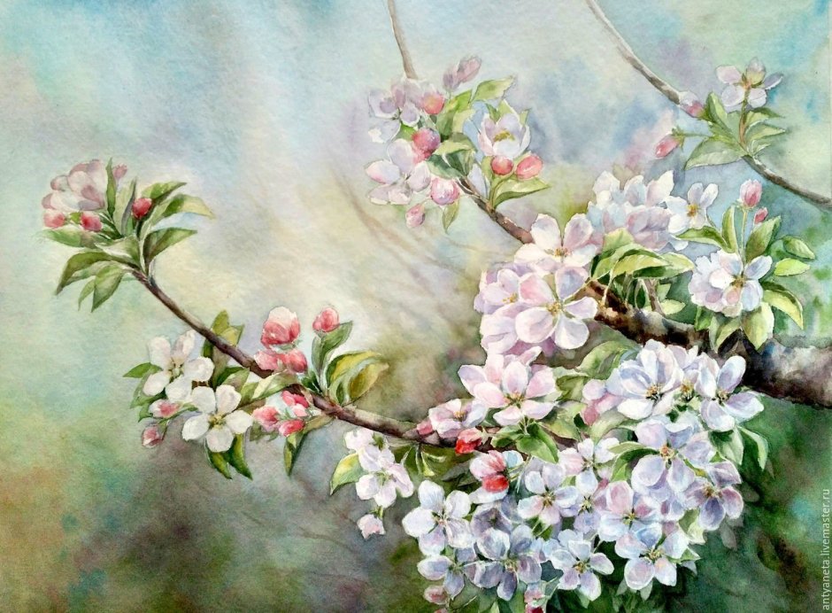 Ветка цветущей яблони акварель Ольги Абакумовой