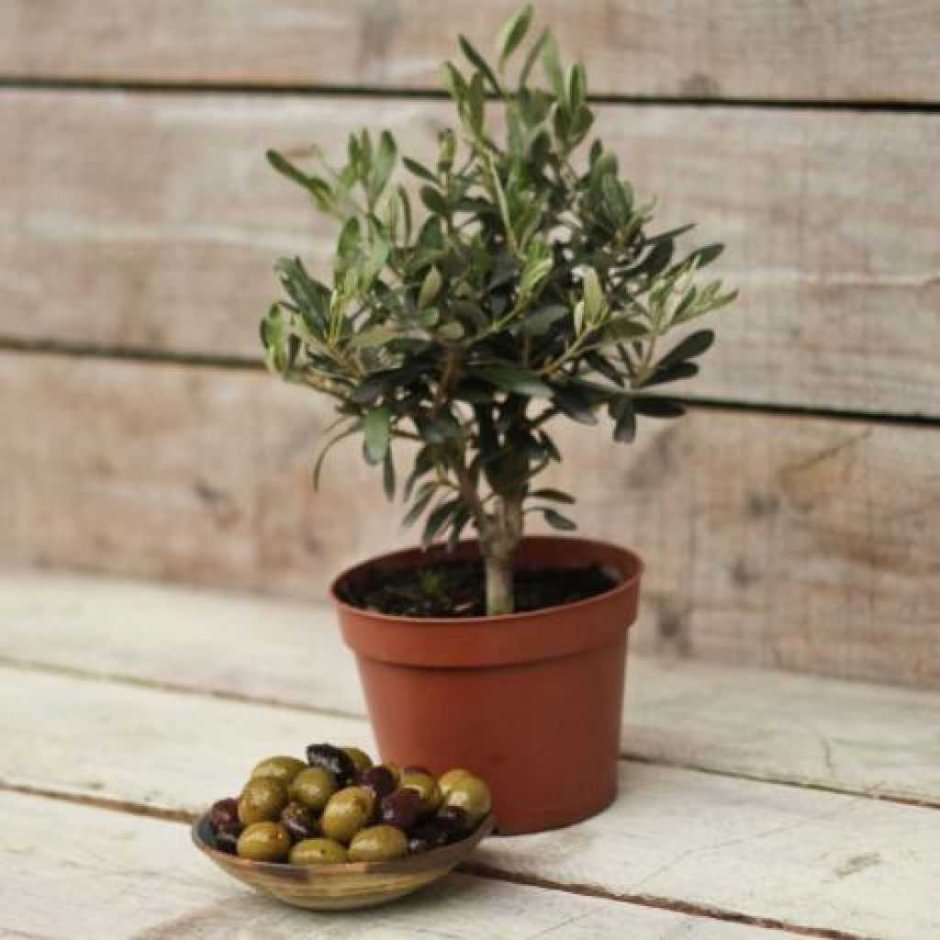 Олива дерево комнатное растение