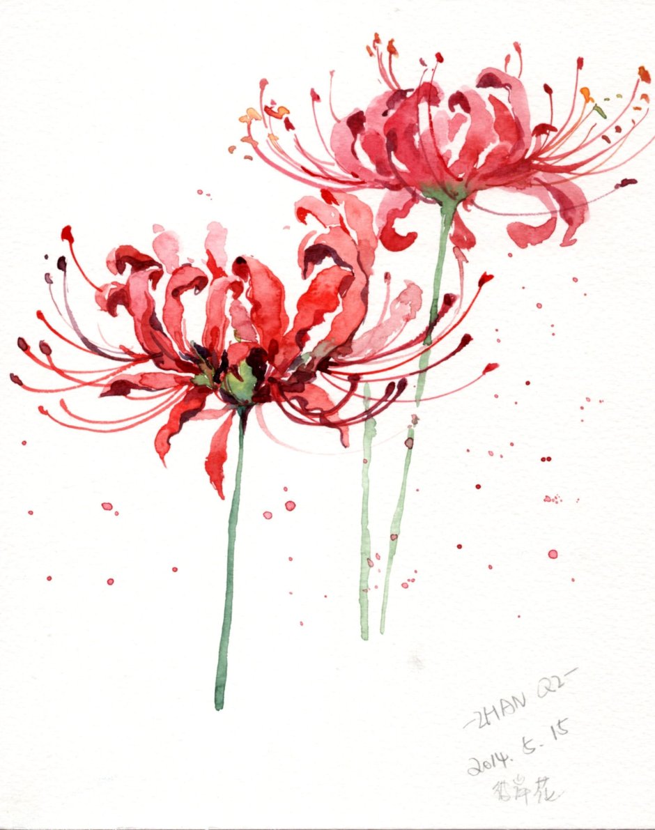 Хиганбана ликорис цветок