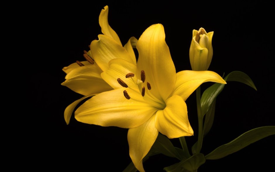 Lilia cvetok желтая
