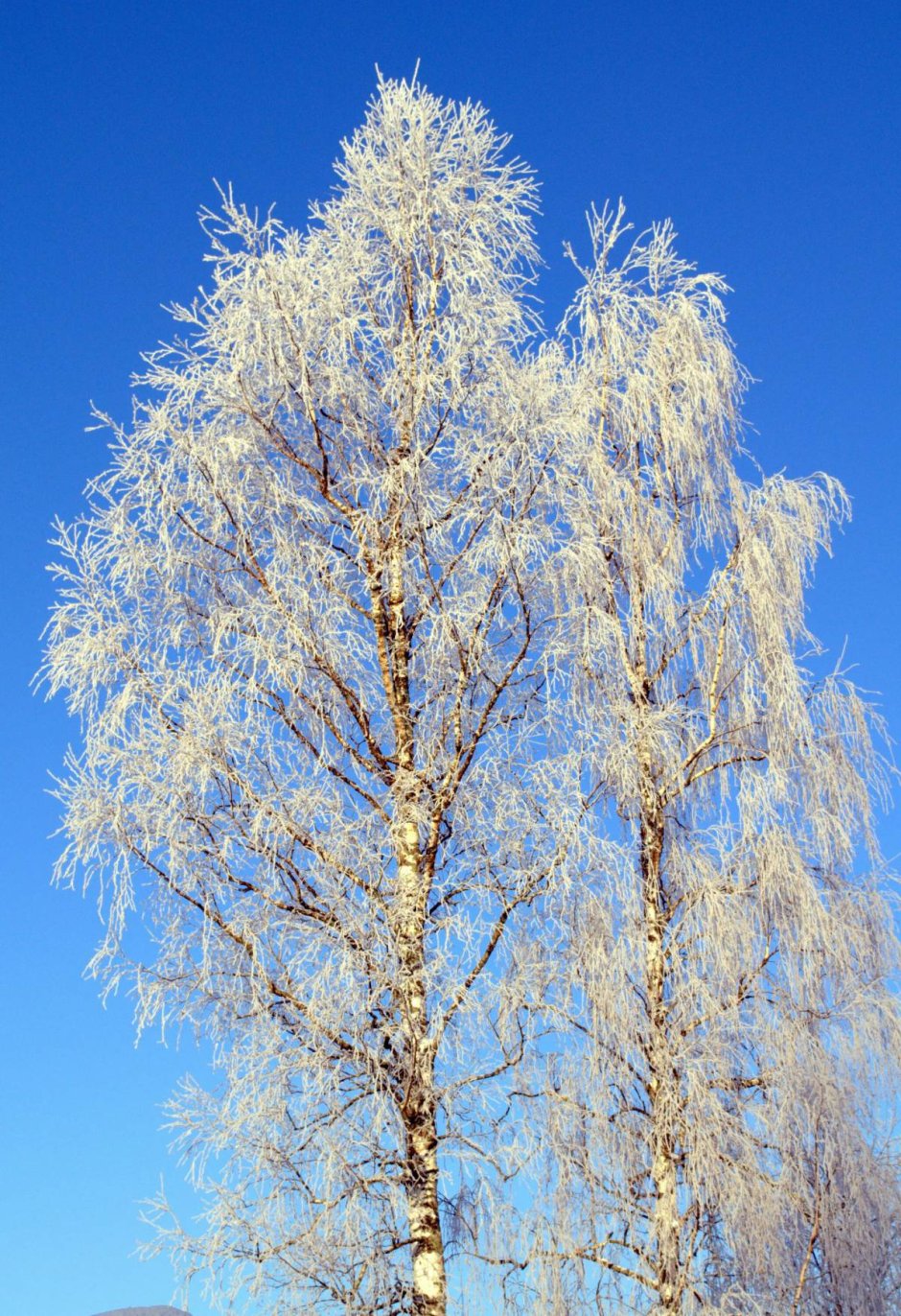 Дерево береза зимой