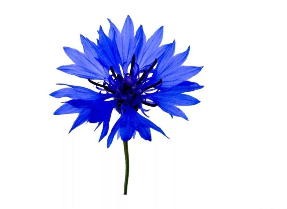 Василёк Centaurea