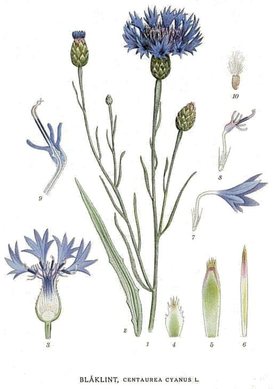 Василек полевой Centaurea cyanus