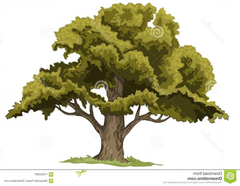 Дерево дуб на прозрачном фоне