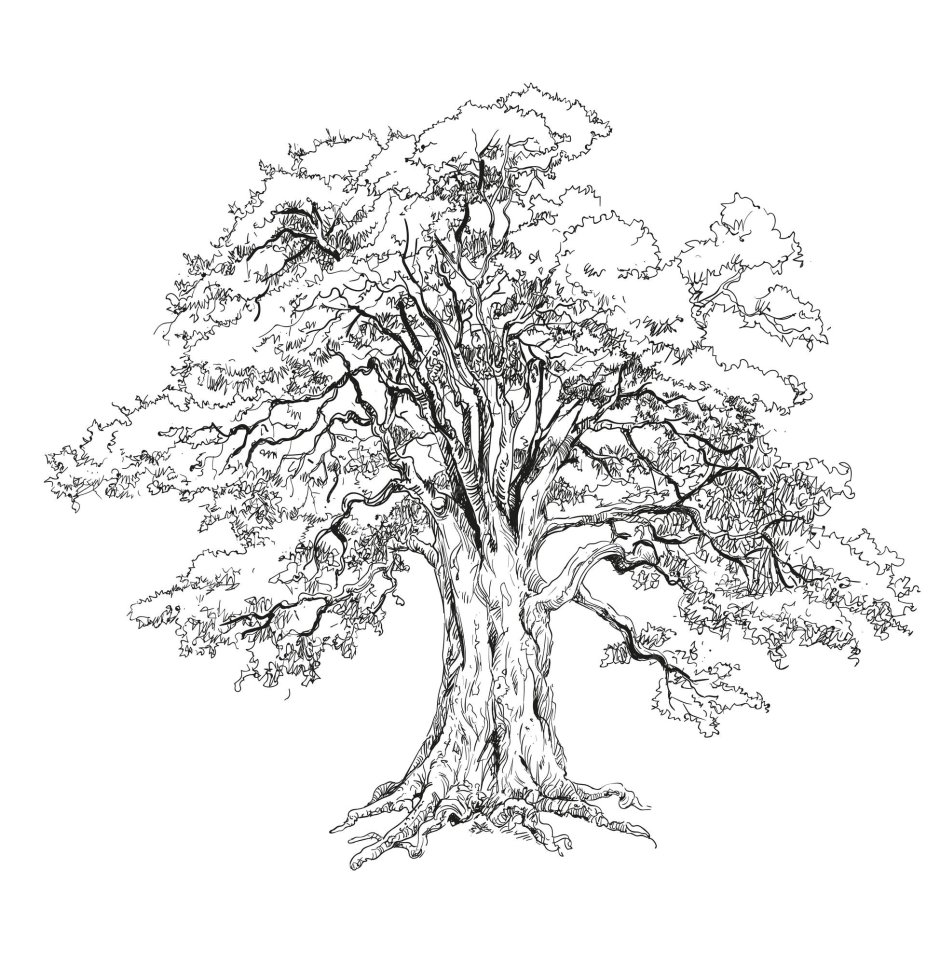 Дерево Графика
