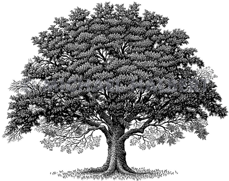 Дерево гравюра