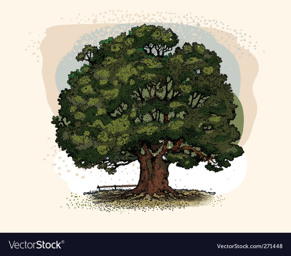 Дерево дуб иллюстрация