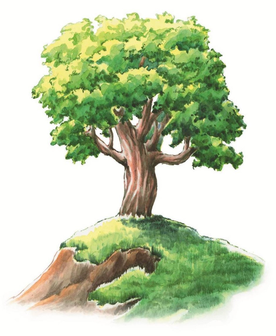 Сказочный дуб