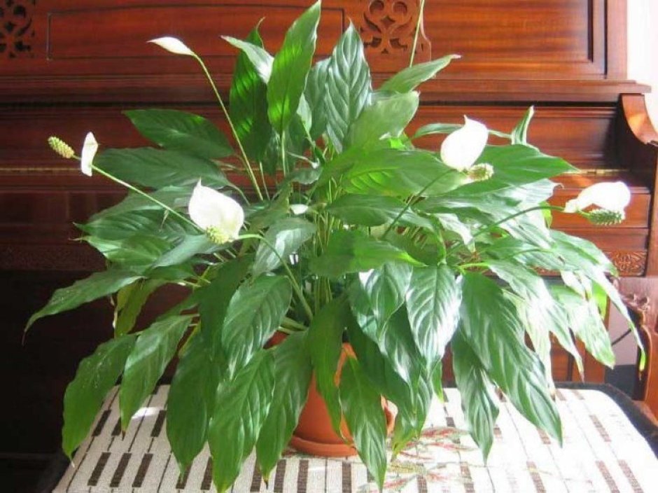 Спатифиллум (Spathiphyllum)