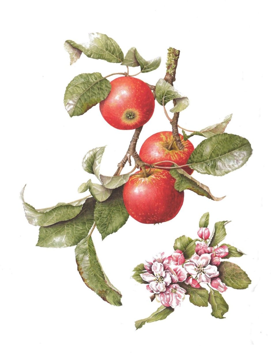 Яблоня Ботаническая иллюстрация