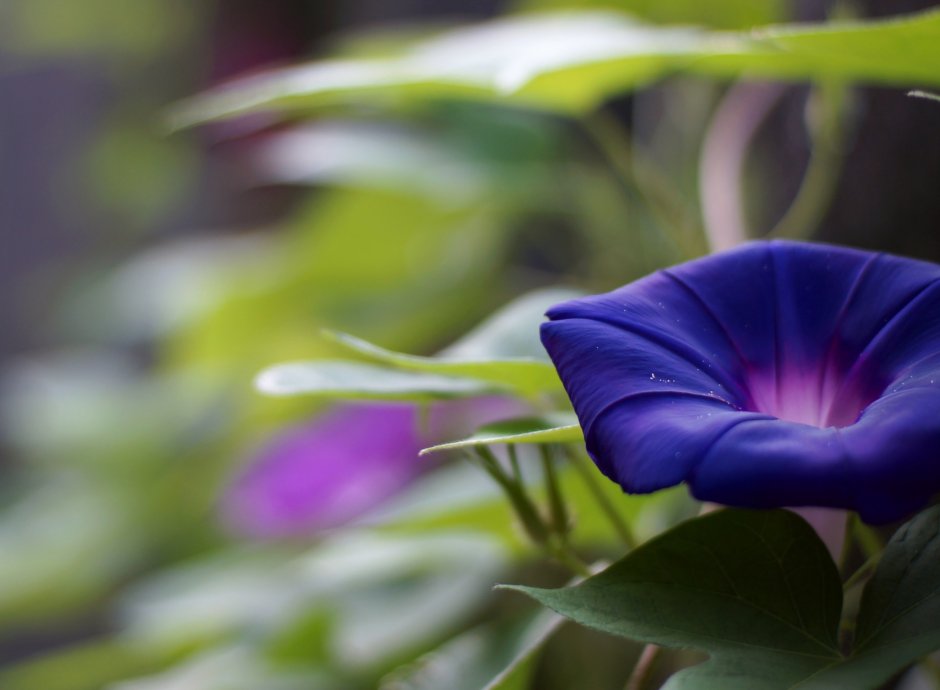 Вьюн фиолетовый цветок
