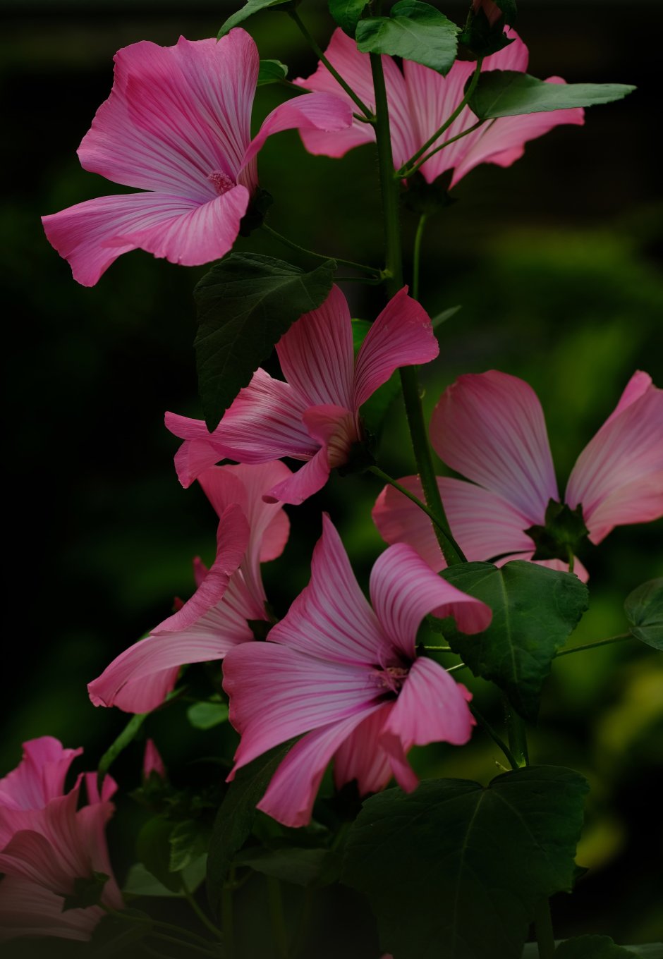 Вьюн розовый цветок