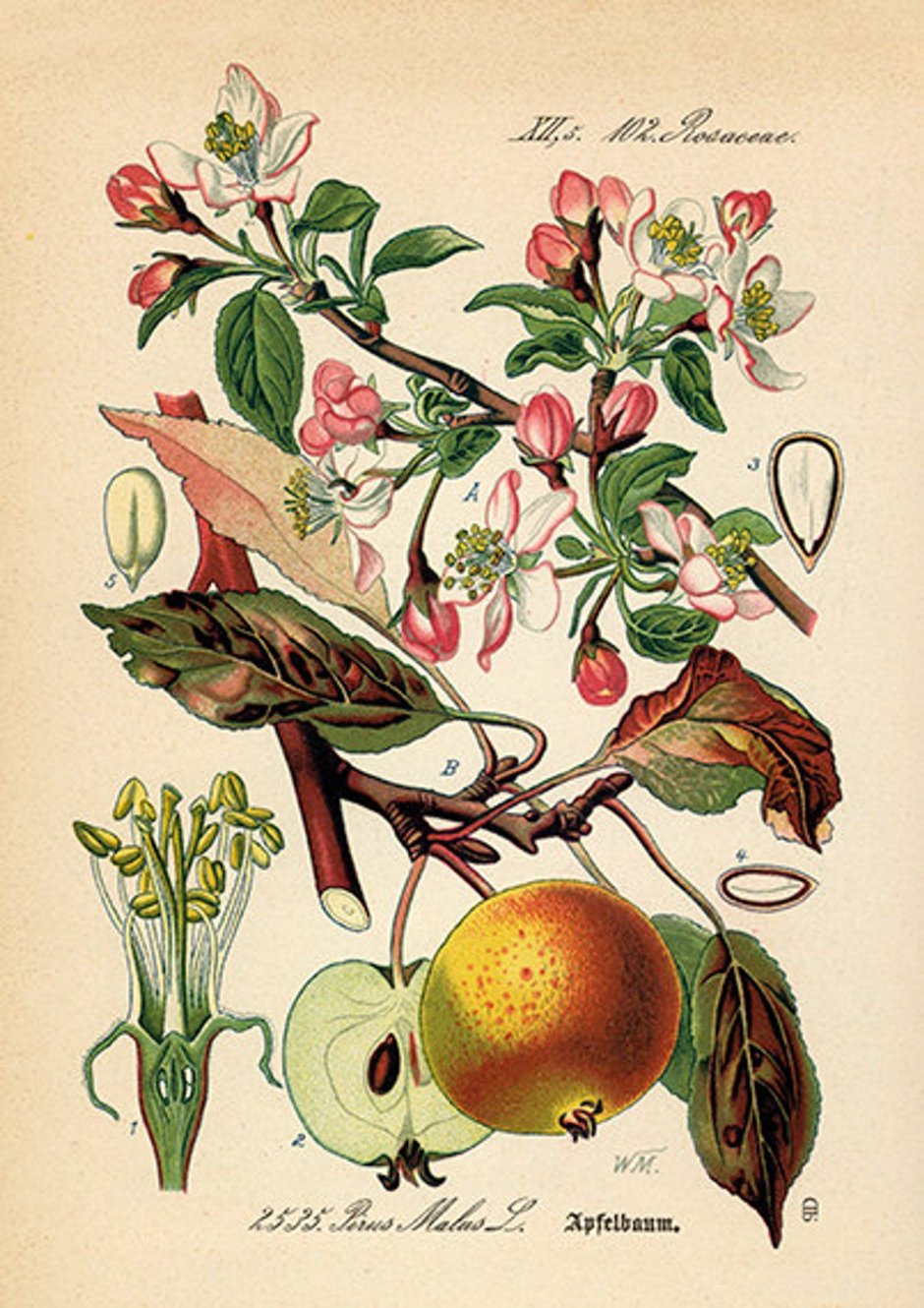 Malus Ботаническая иллюстрация