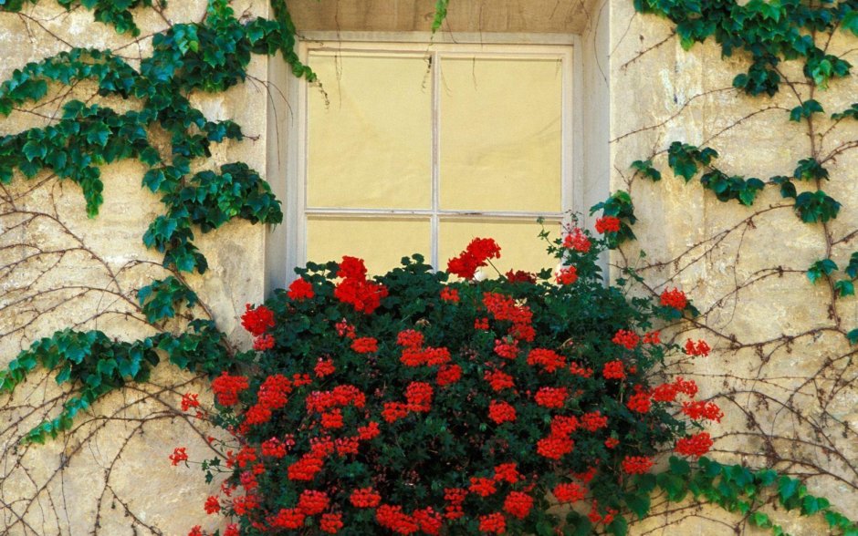 Италия стена плетущихся роз
