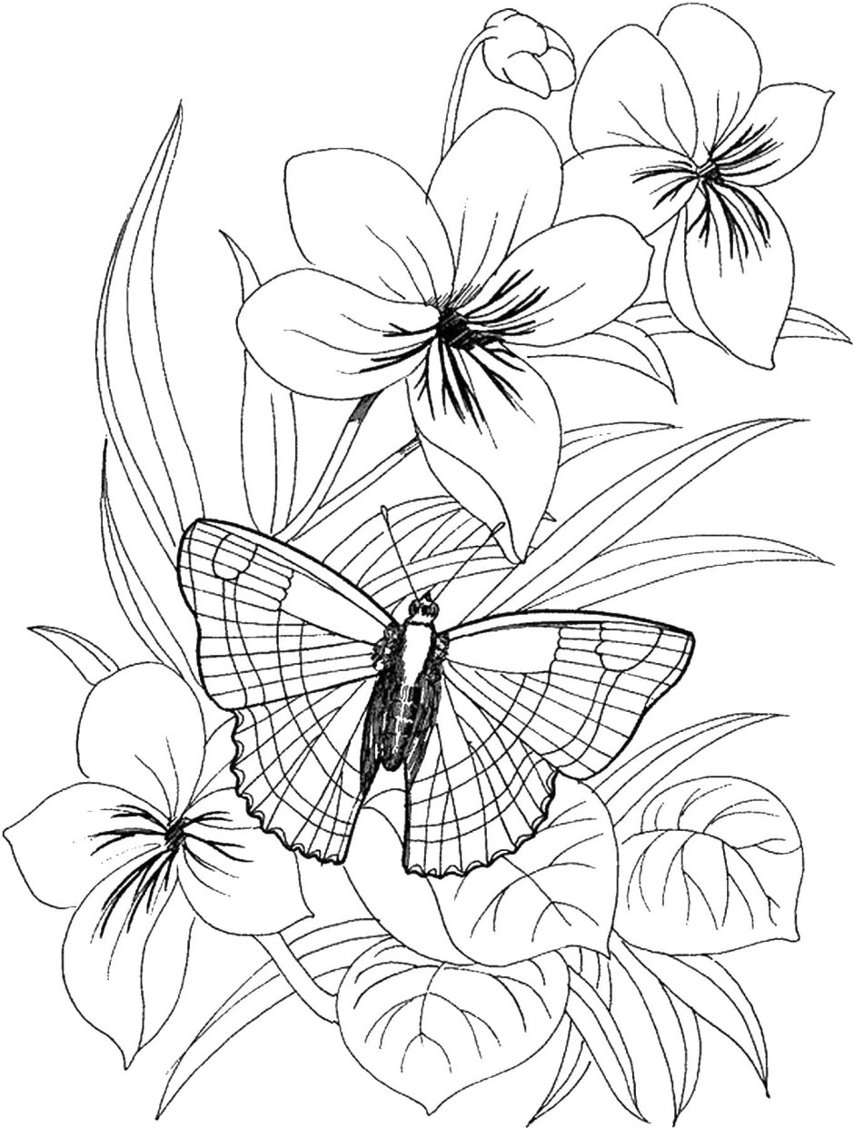 Раскраска для девочек цветочки и бабочки