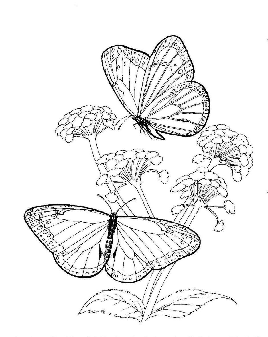 Раскраска антистресс бабочка