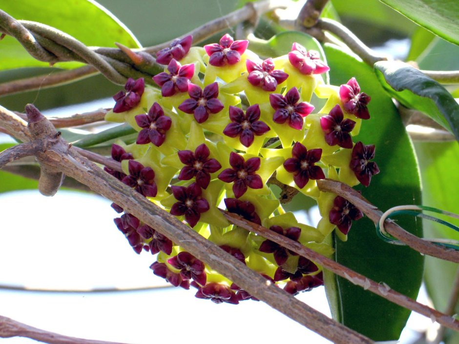 Хойя Hoya cinnamomifolia