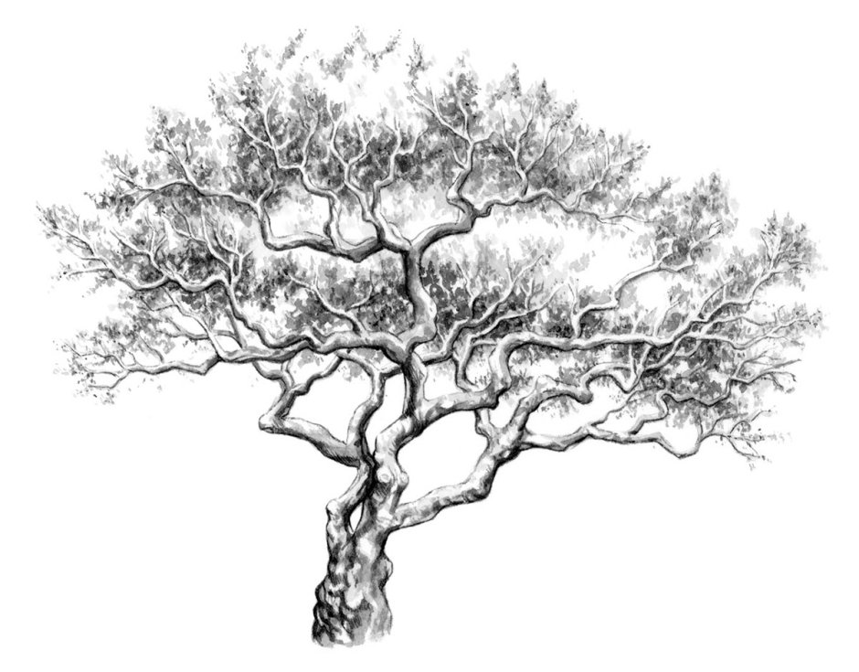 Дерево Акация раскраска