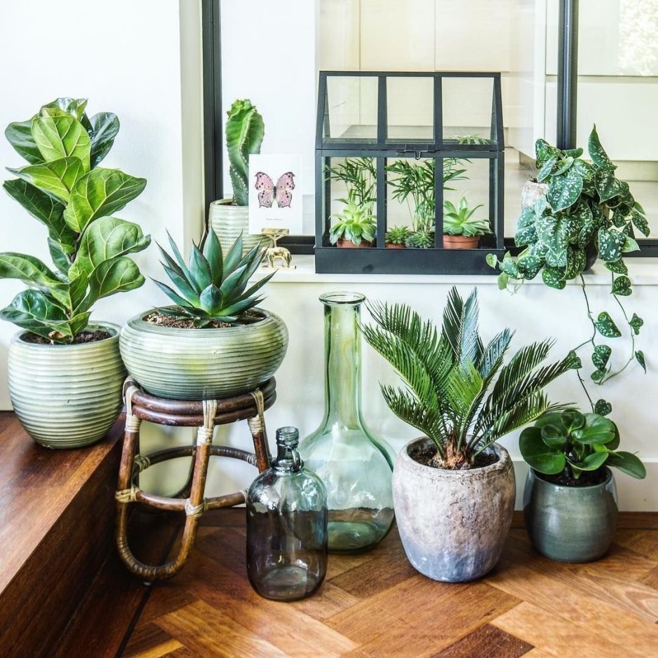 Комнатные растения в доме