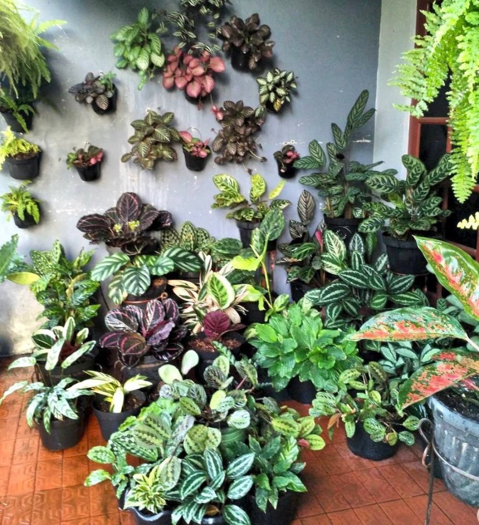 Декоративно лиственные комнатные растения