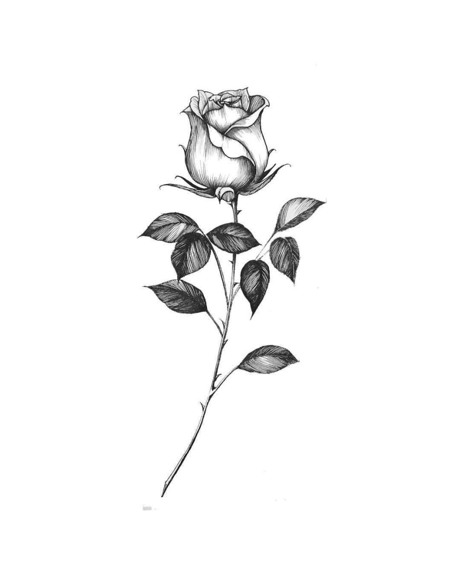 Легкий рисунок розы