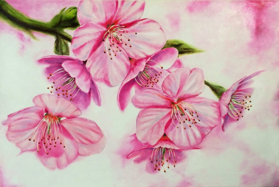 Рисунок цветущей Сакуры