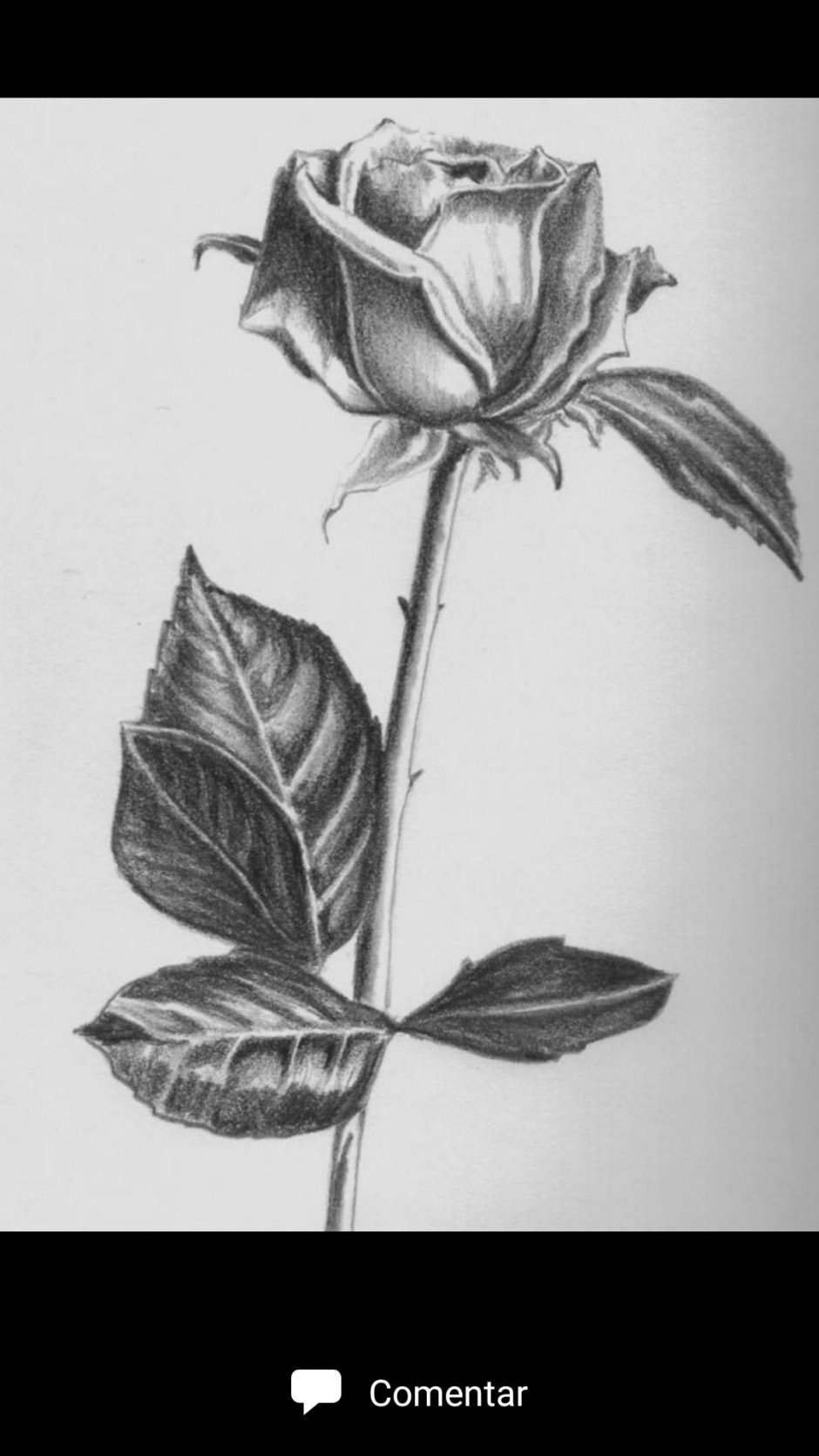 Один цветок арт карандаш