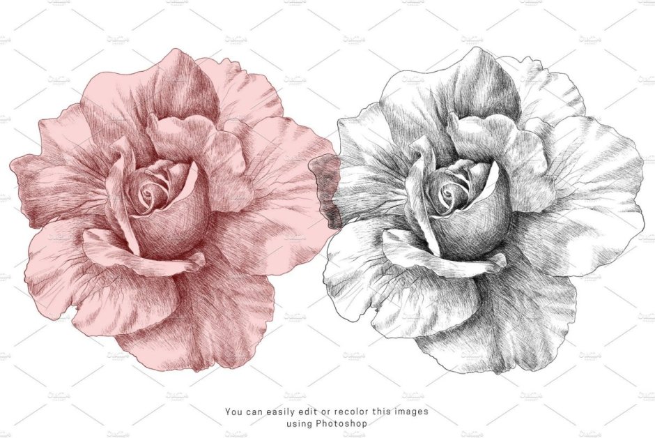Роза цветок рисунок PSD