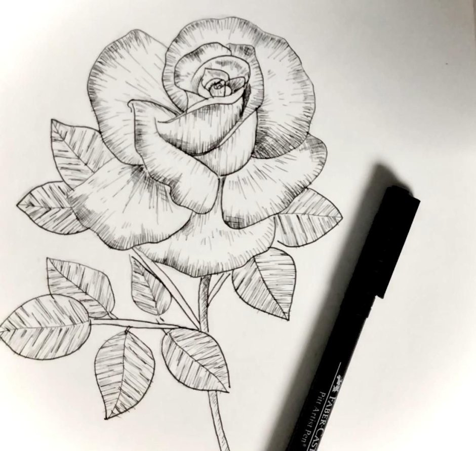 Роза рисунок пером