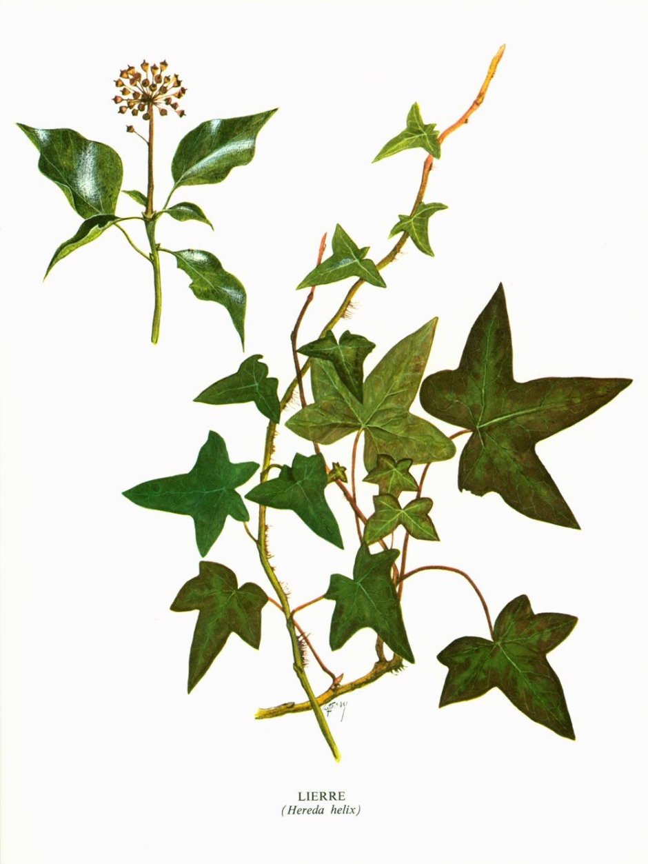 Hedera nepalensis