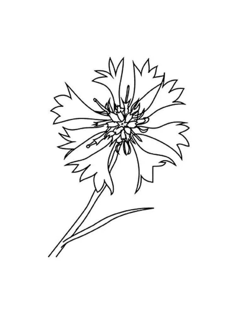 Василек цветок рисунок карандашом
