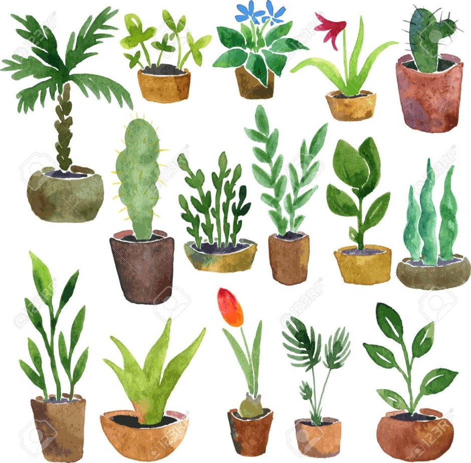 Рисование комнатные растения