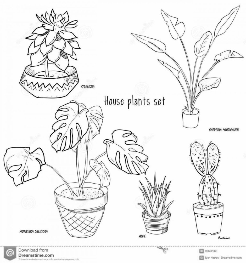 Комнатные растения раскраска