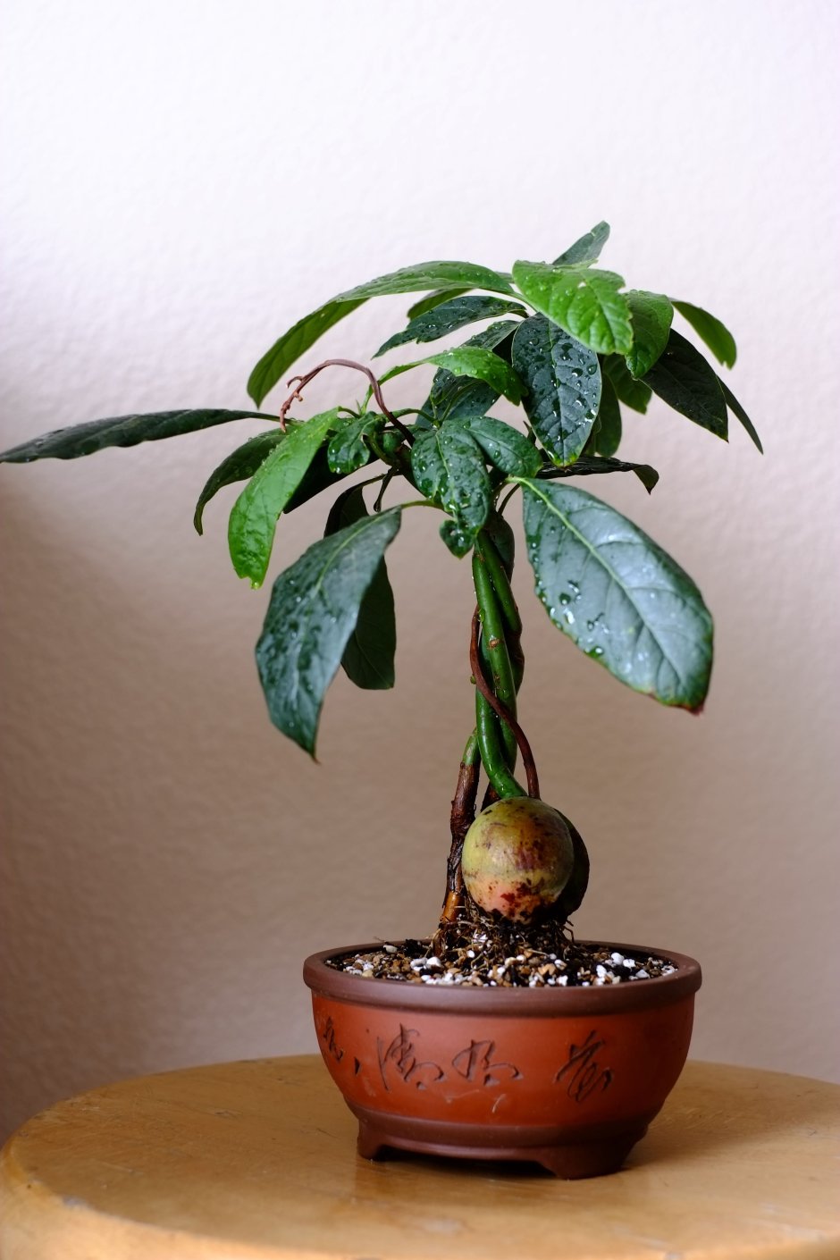 Авокадо комнатное растение